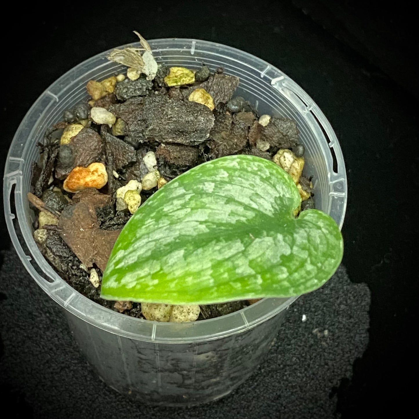 Scindapsus Tri-Colour Platinum C