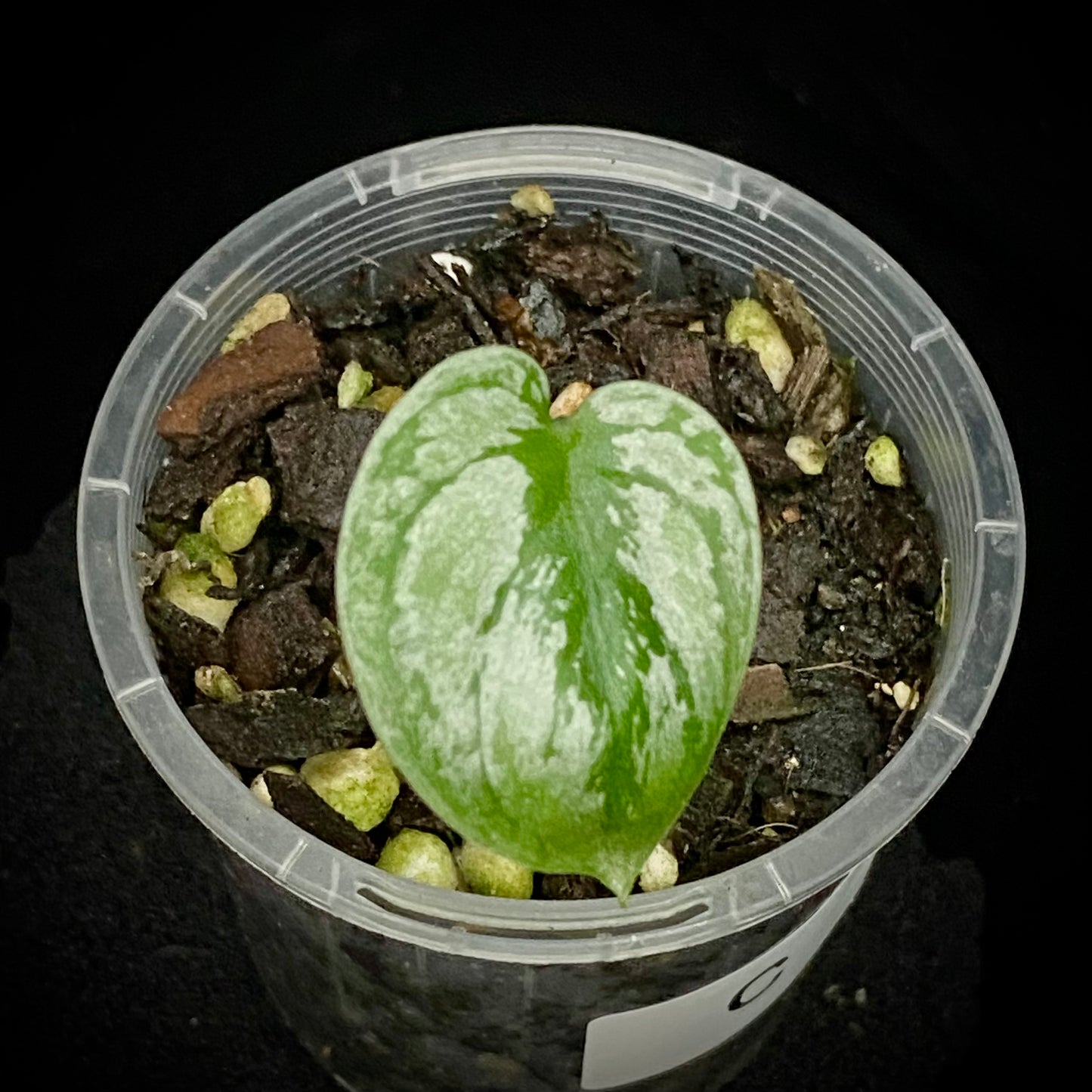 Scindapsus Tri-Colour Platinum C