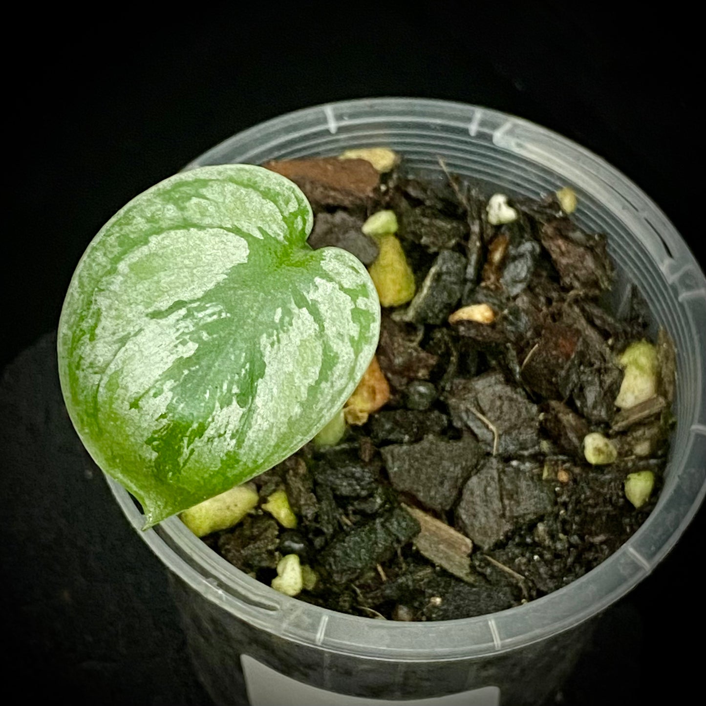 Scindapsus Tri-Colour Platinum C