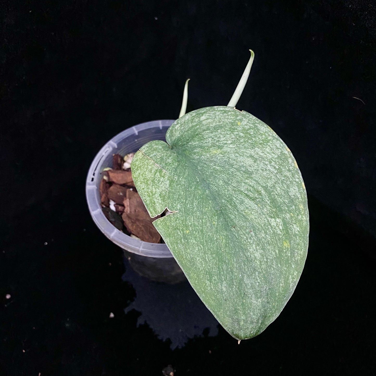 Scindapsus Jade Satin Marble E