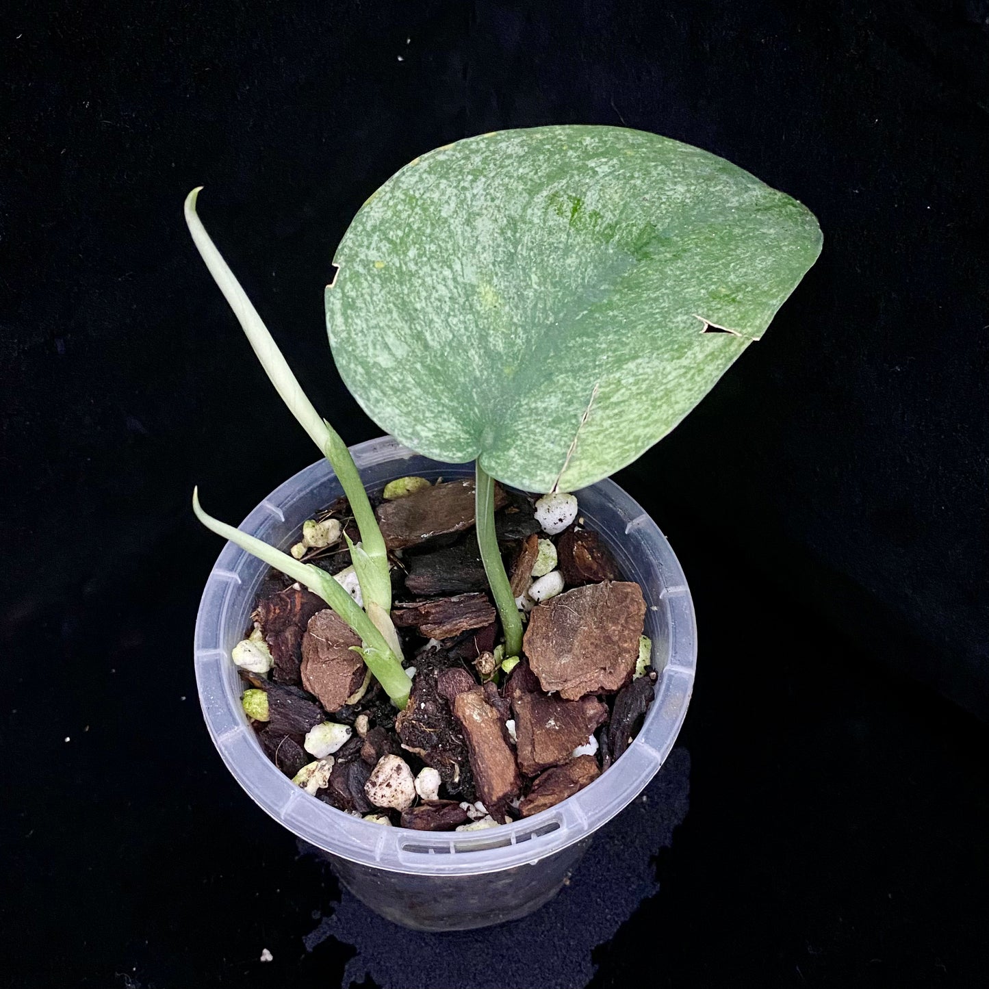 Scindapsus Jade Satin Marble E