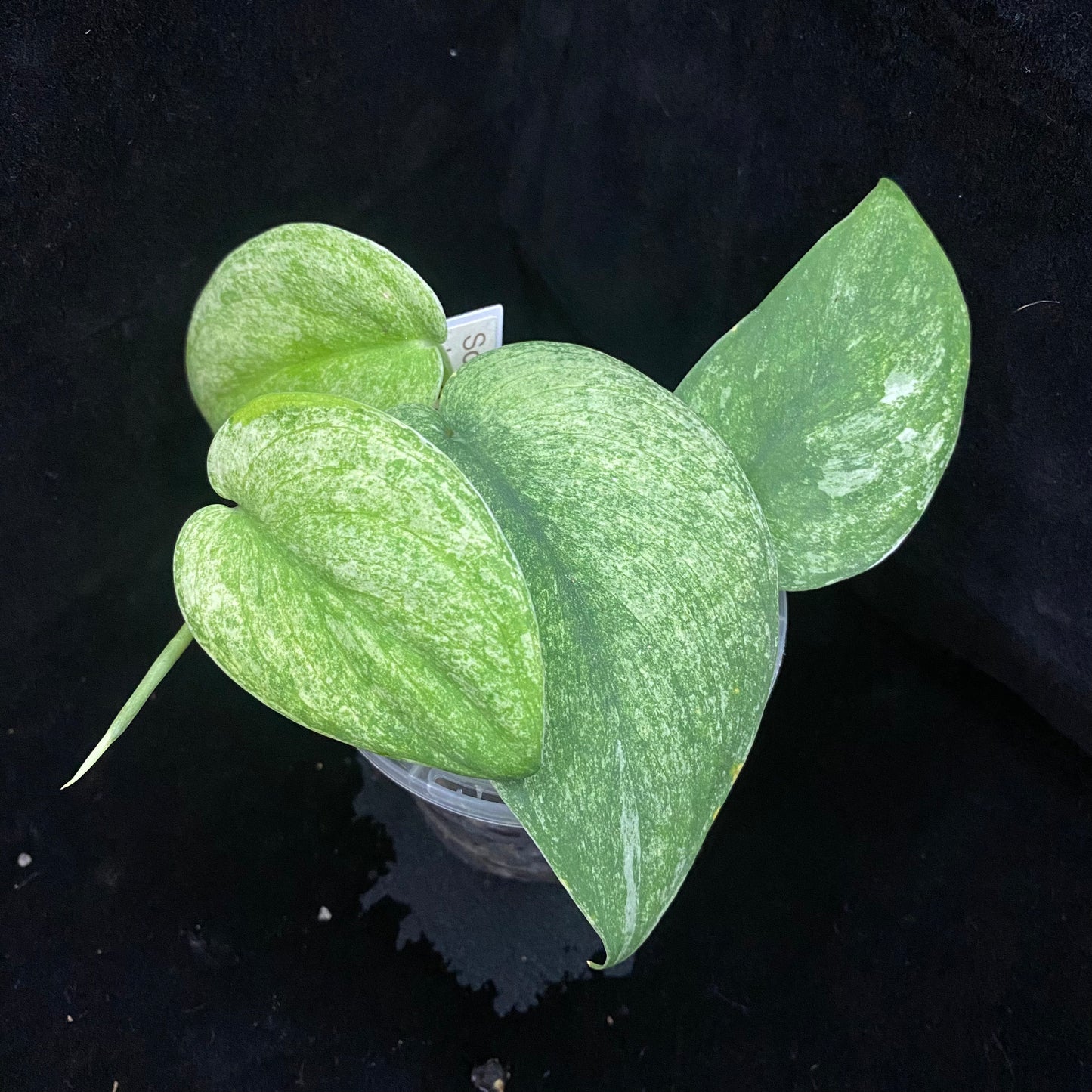 Scindapsus Jade Satin Marble F