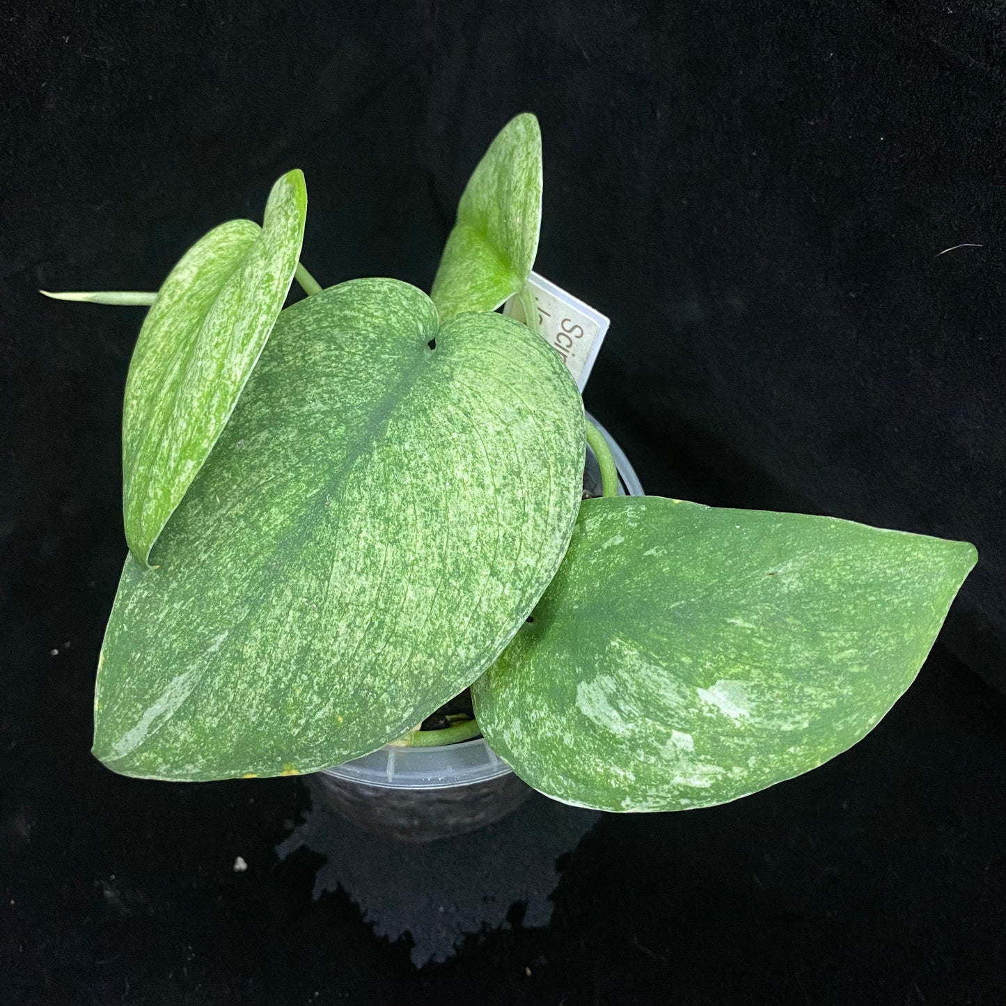 Scindapsus Jade Satin Marble F