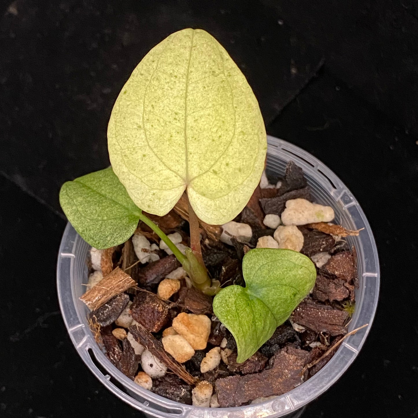 Anthurium Dark Phoenix Mint I