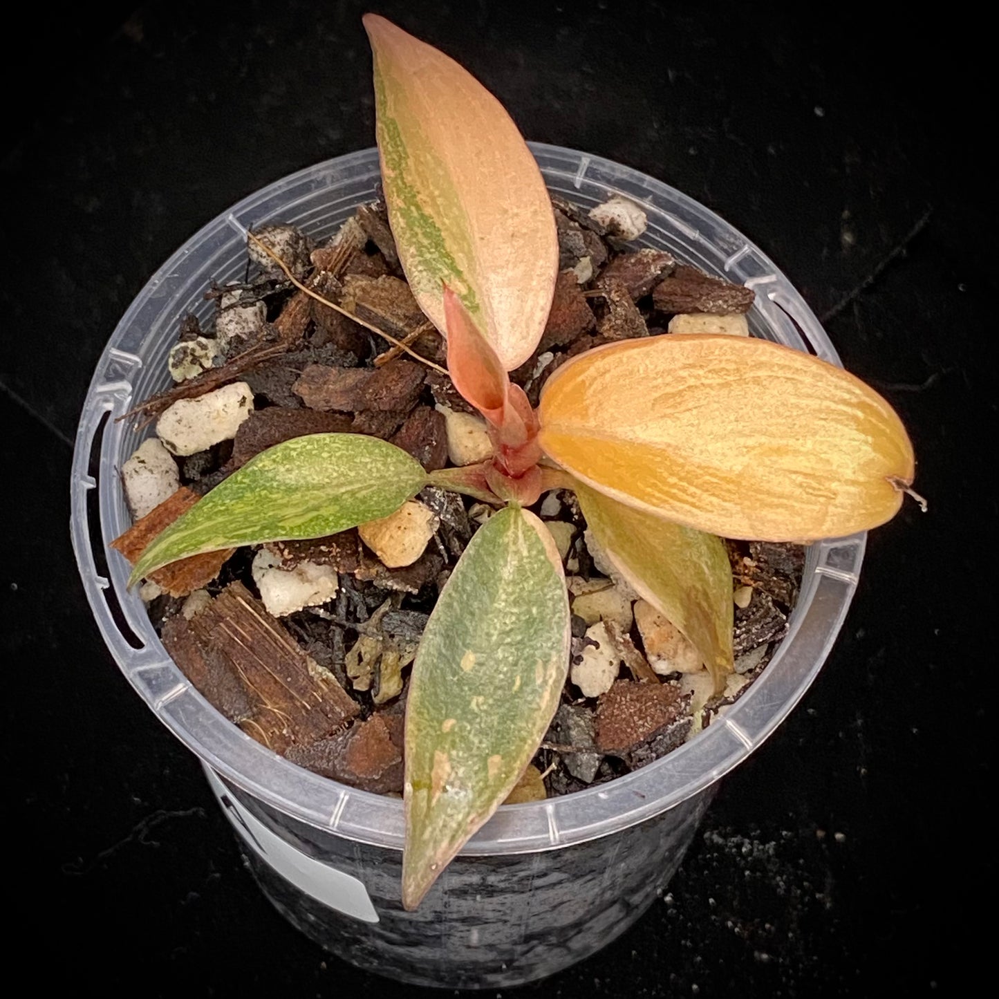 Philodendron Orange Princess A