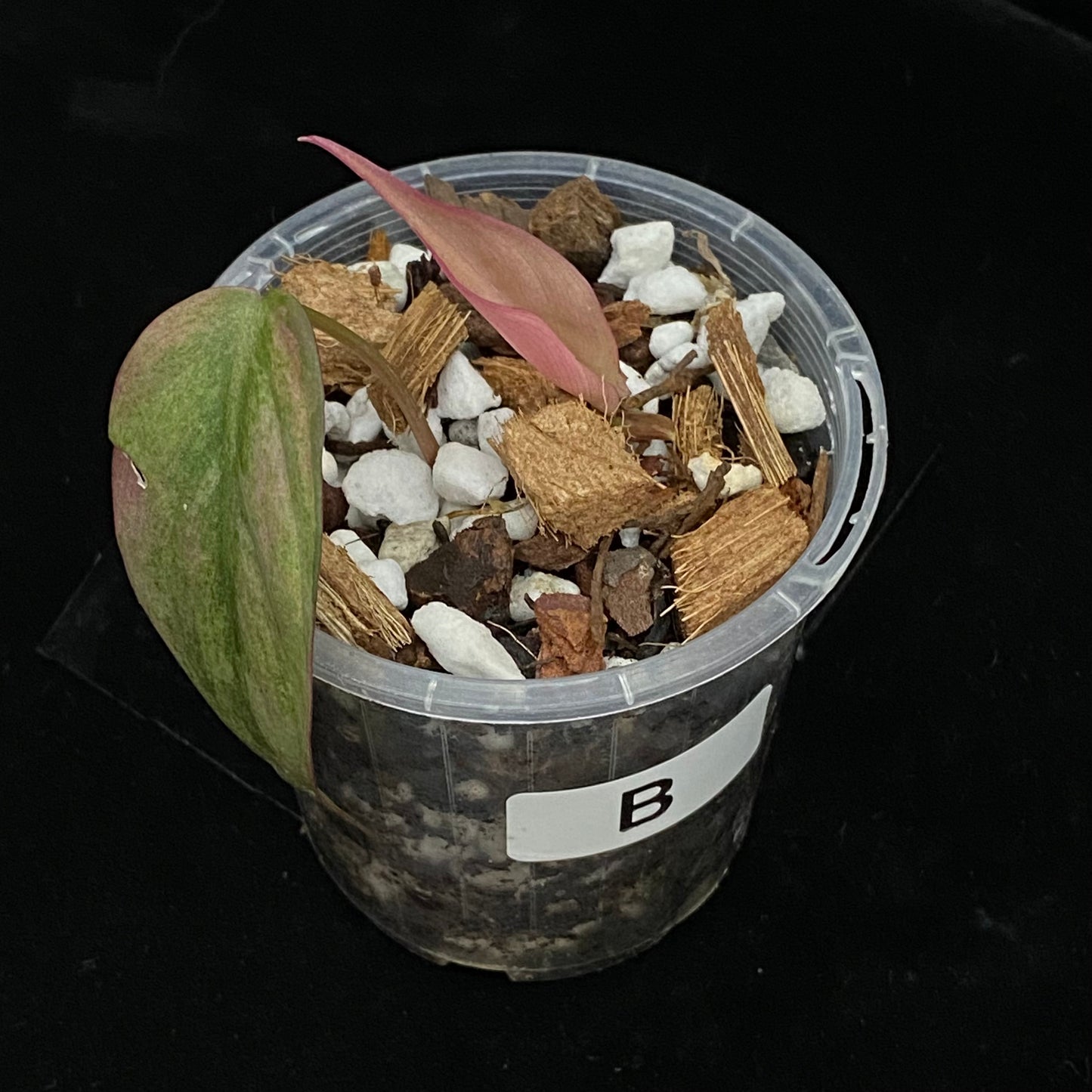 Philodendron Pink Mint Micans B