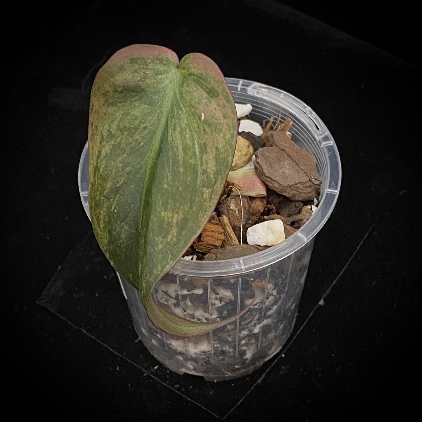 Philodendron Pink Mint Micans D