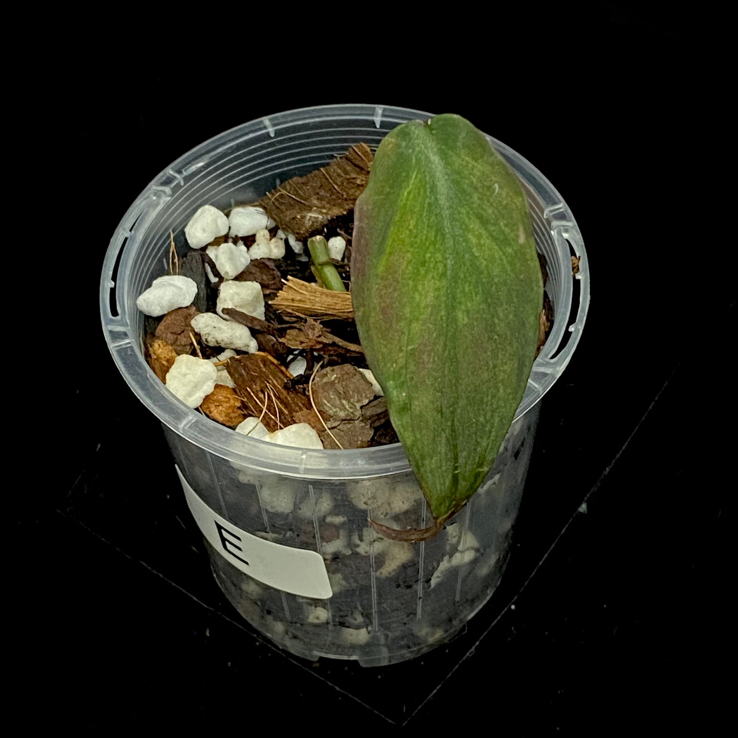 Philodendron Pink Mint Micans E