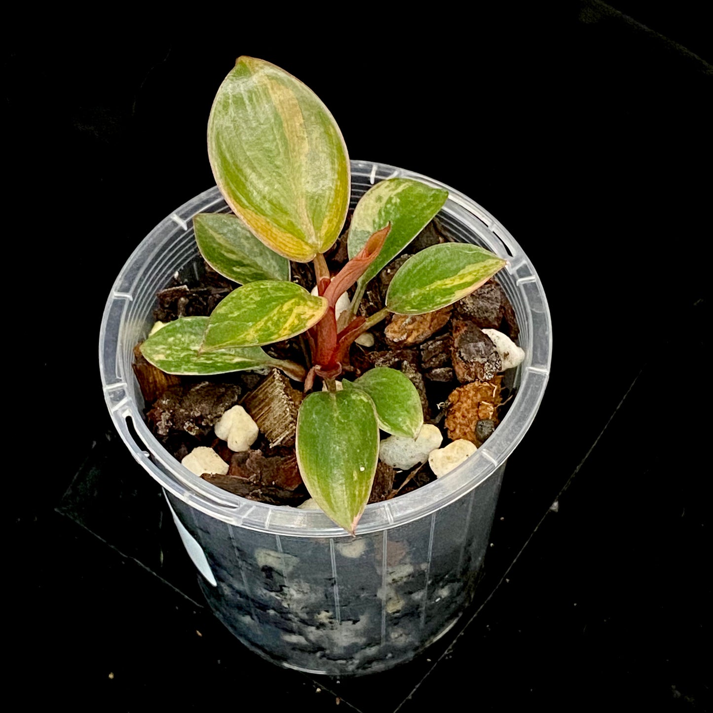 Philodendron Red Congo Variegated B