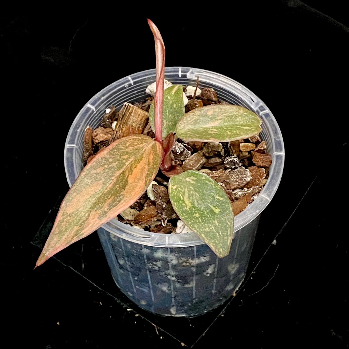 Philodendron Orange Princess Marble Variegated B