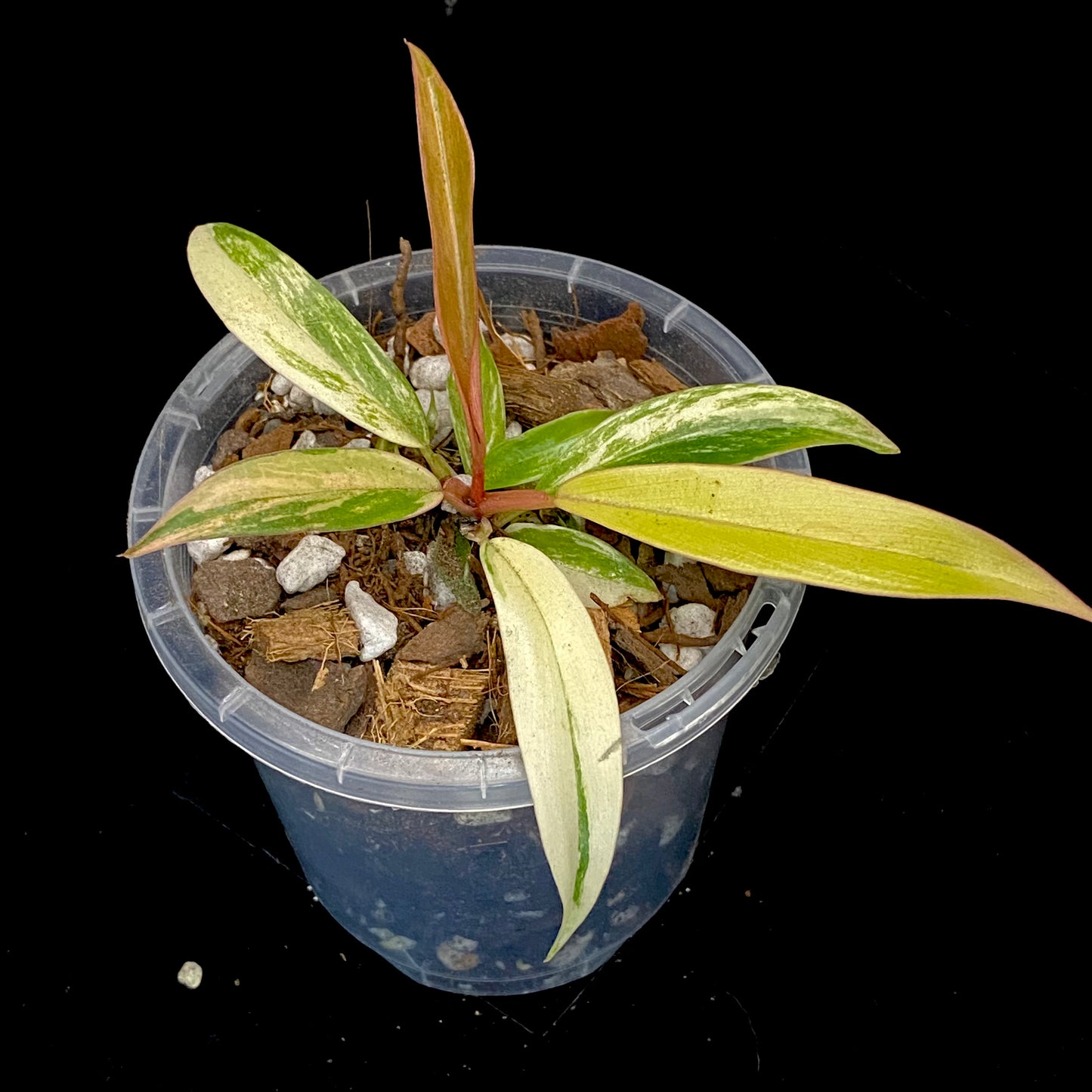 Philodendron Caramel Marble K