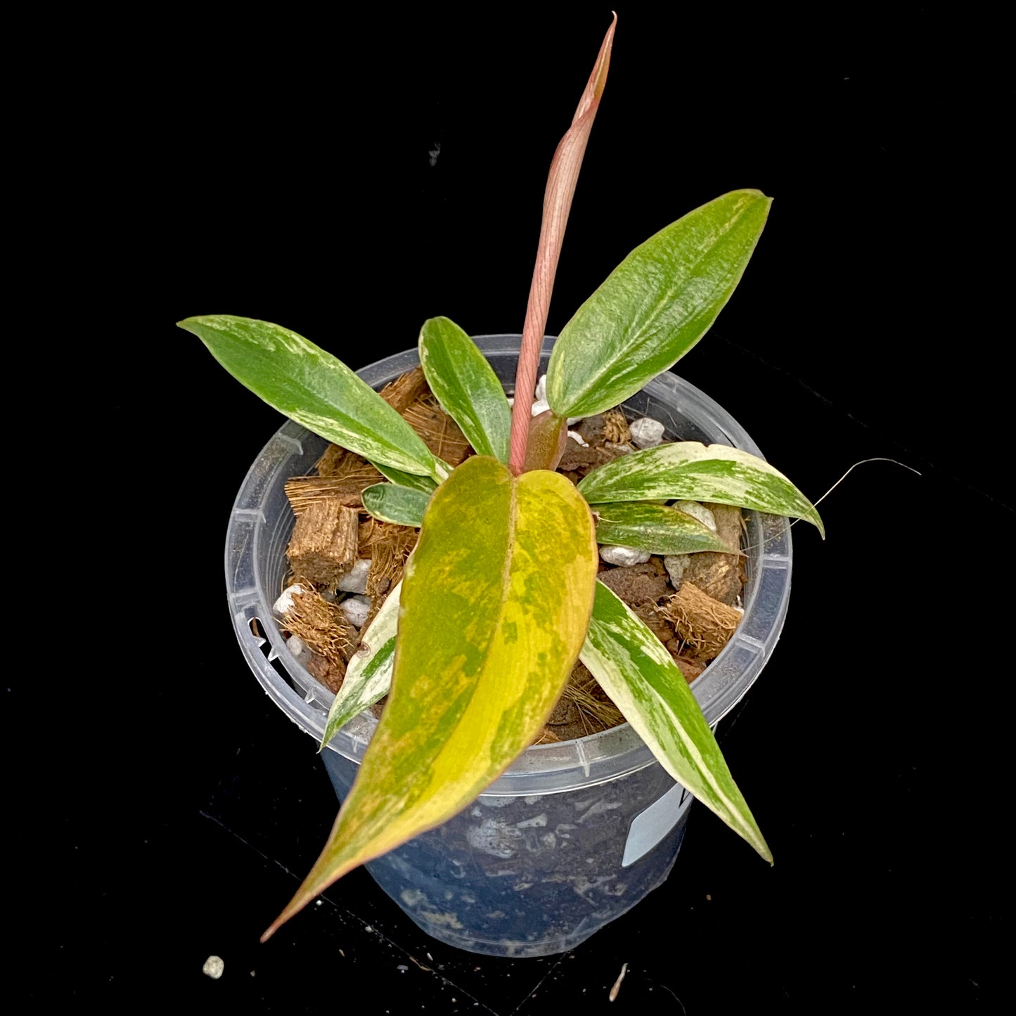 Philodendron Caramel Marble L