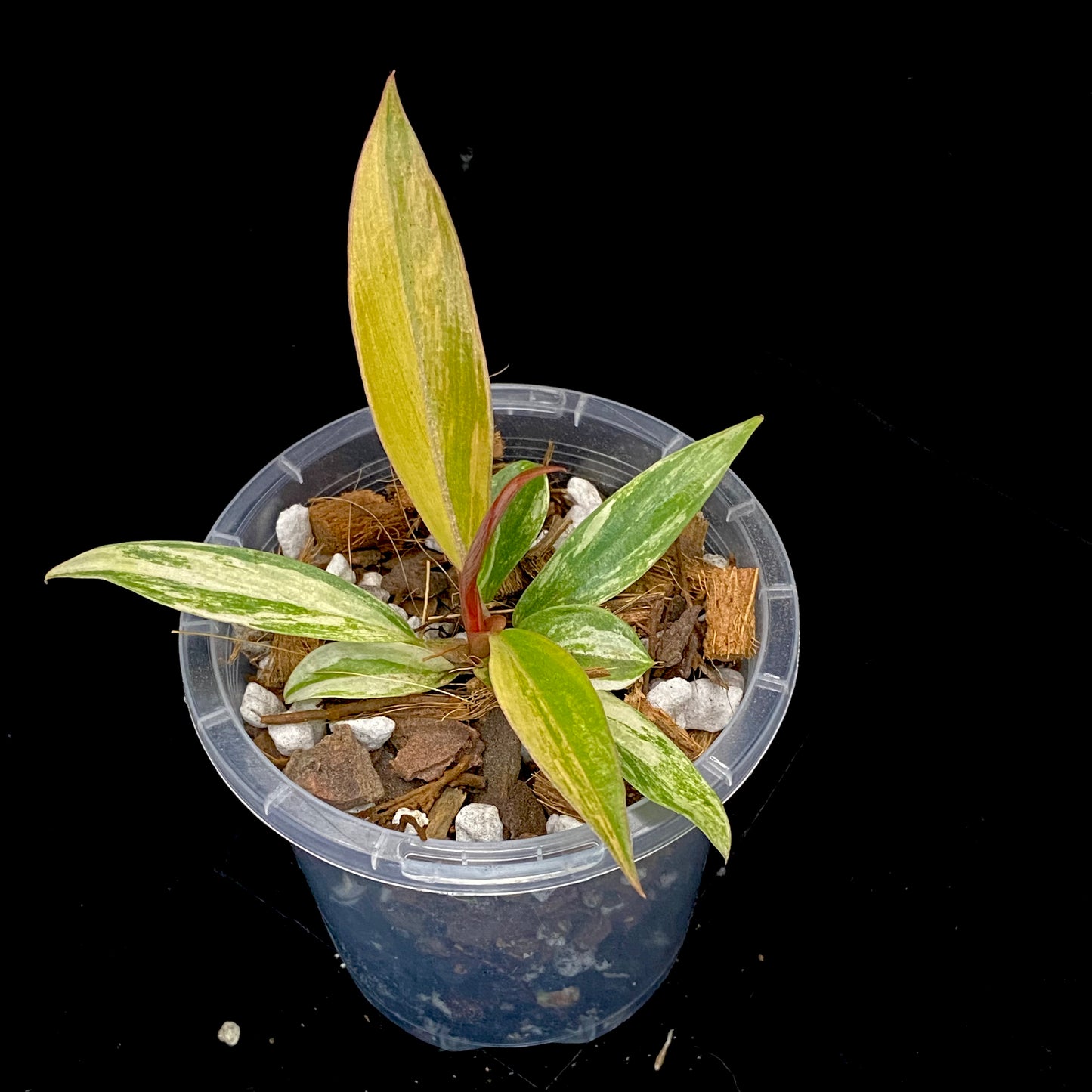 Philodendron Caramel Marble M