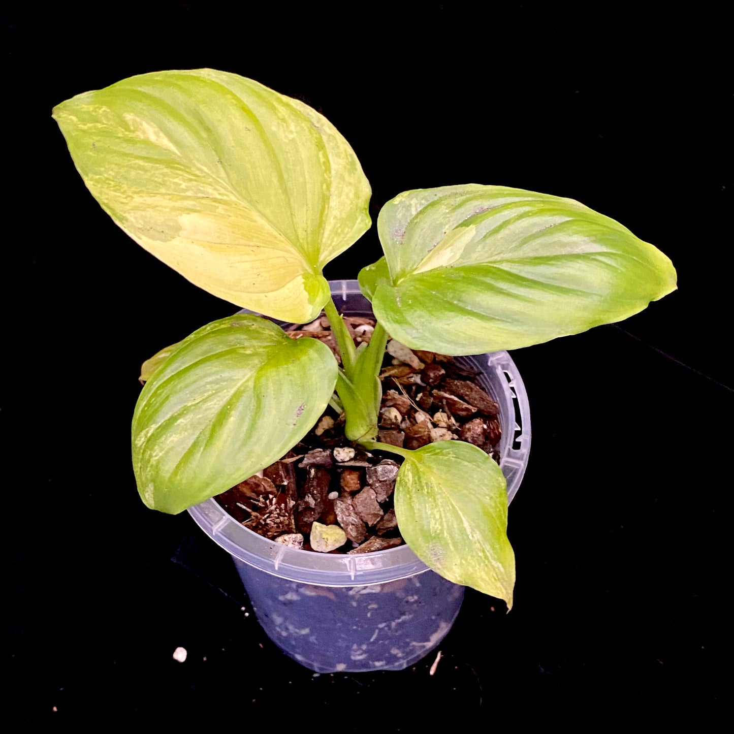 Homalomena Rubescens Aurea Variegated
