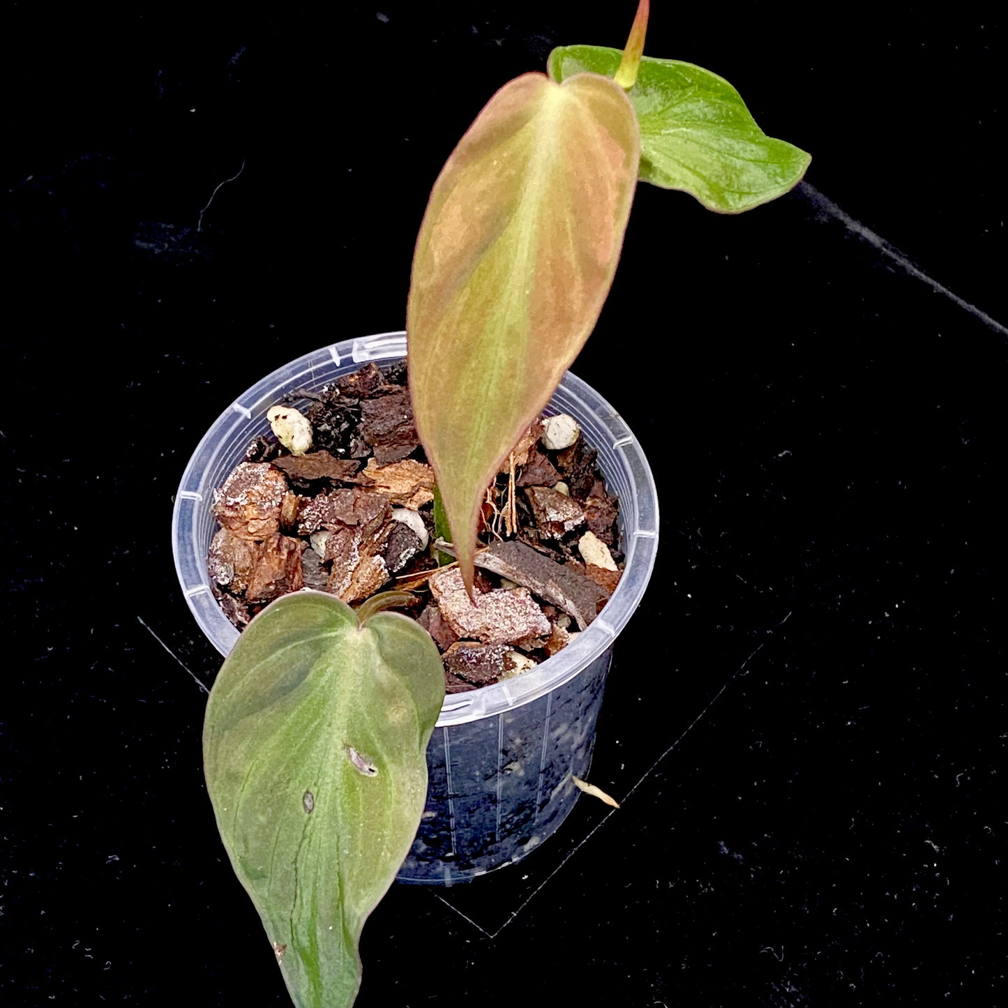 Philodendron Halo Velvet Micans H