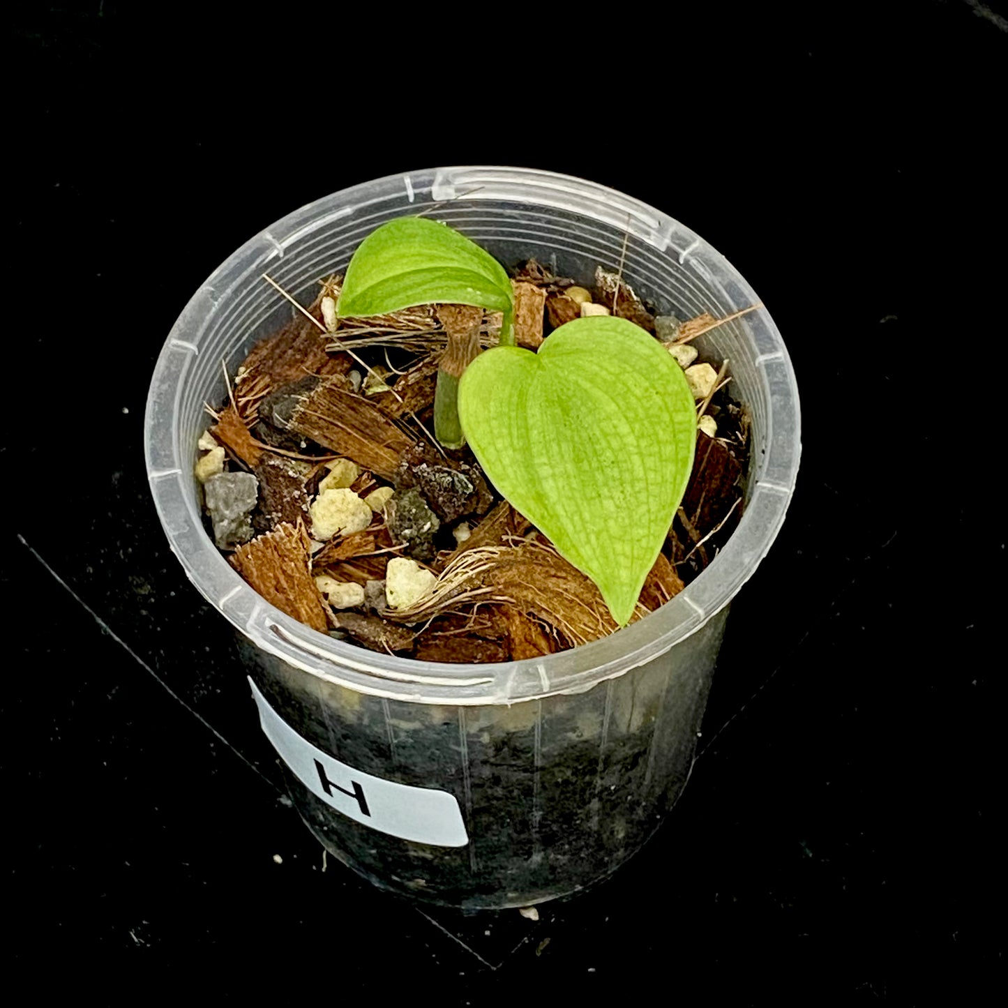 Philodendron Fibraecataphyllum H