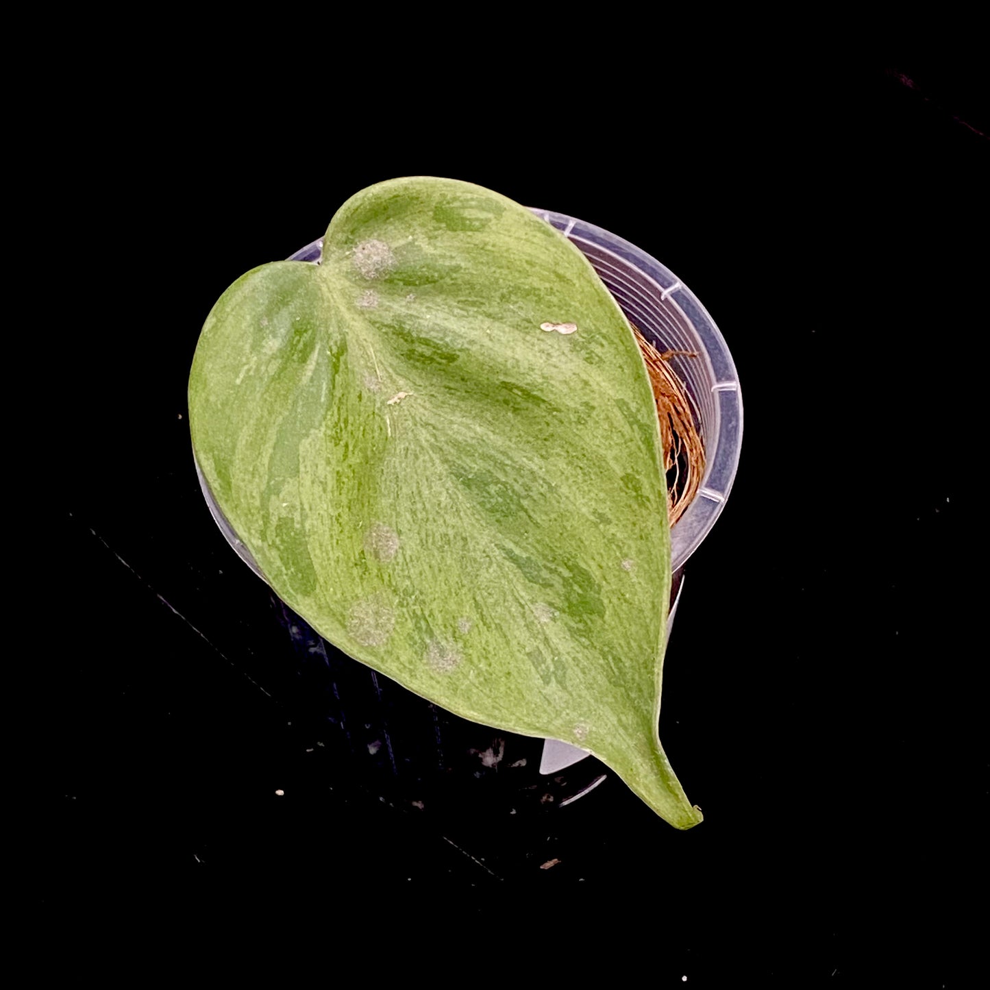 Philodendron Heartleaf Variegated C