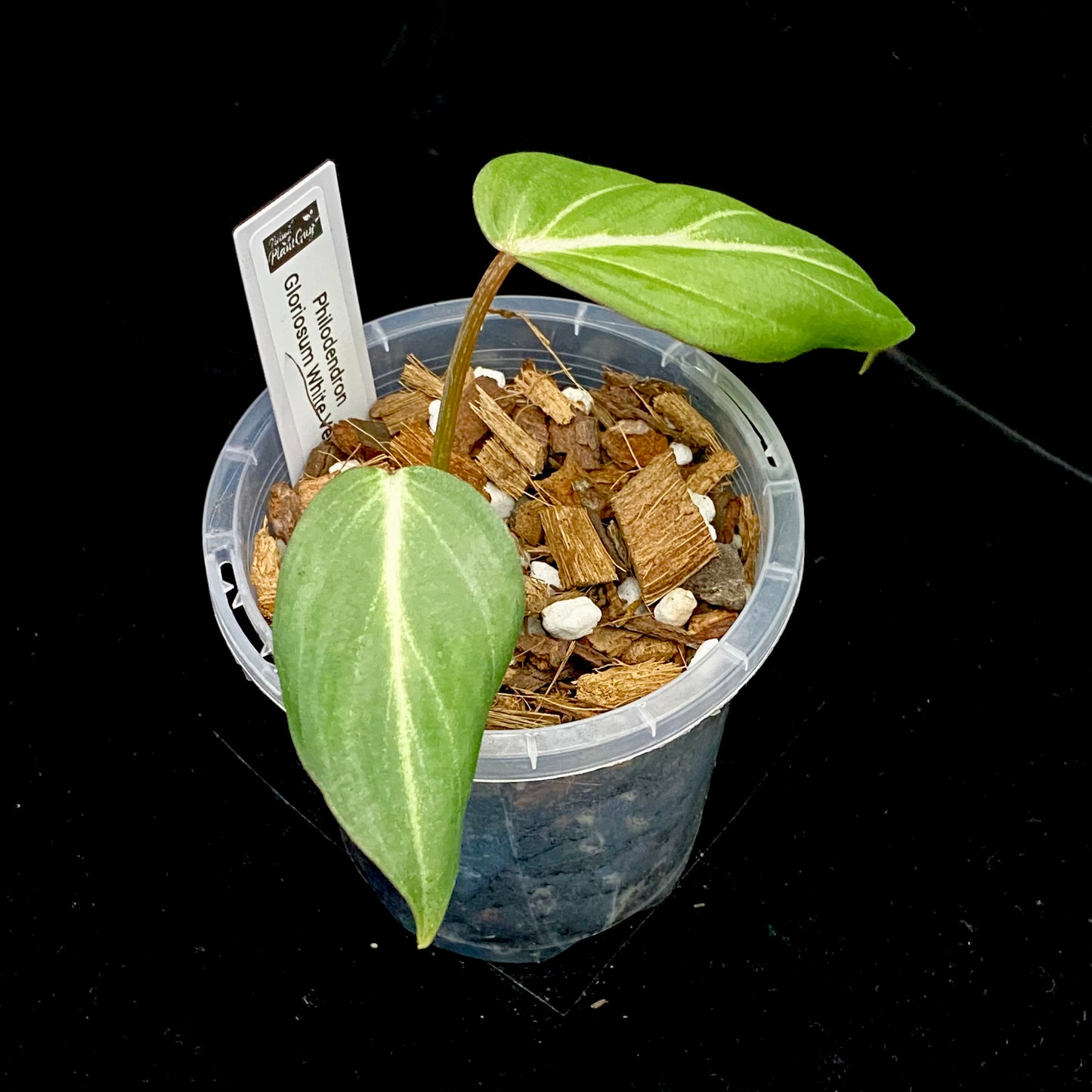 Philodendron White Vein Gloriosum D