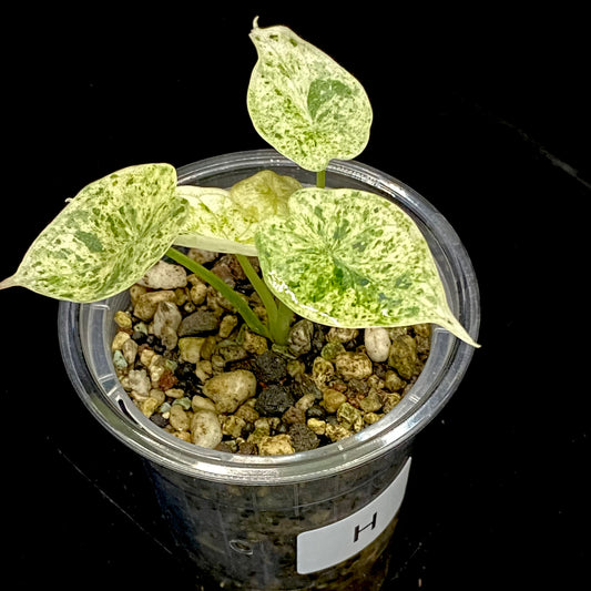 Alocasia Dragon Scale Mint Variegated H