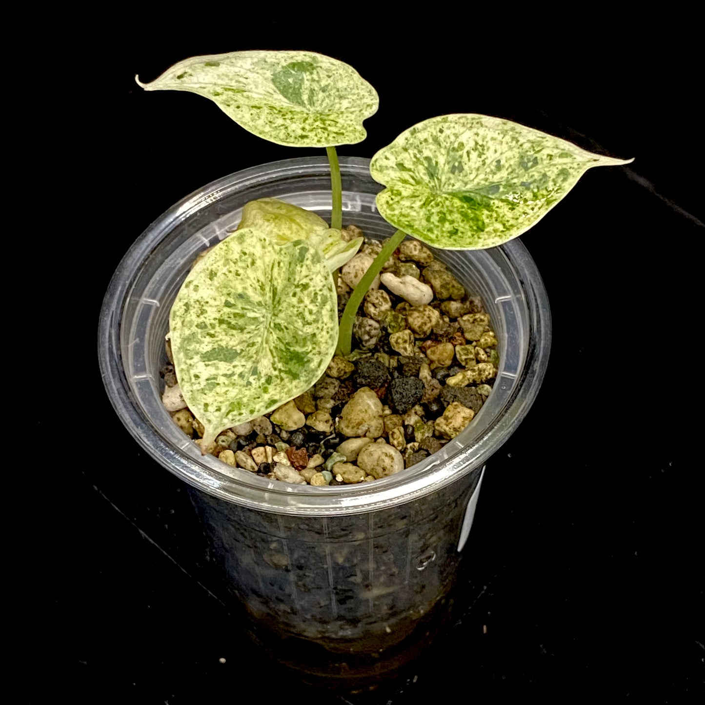 Alocasia Dragon Scale Mint Variegated H