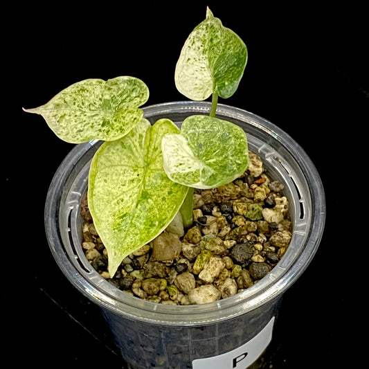 Alocasia Dragon Scale Mint Variegated P