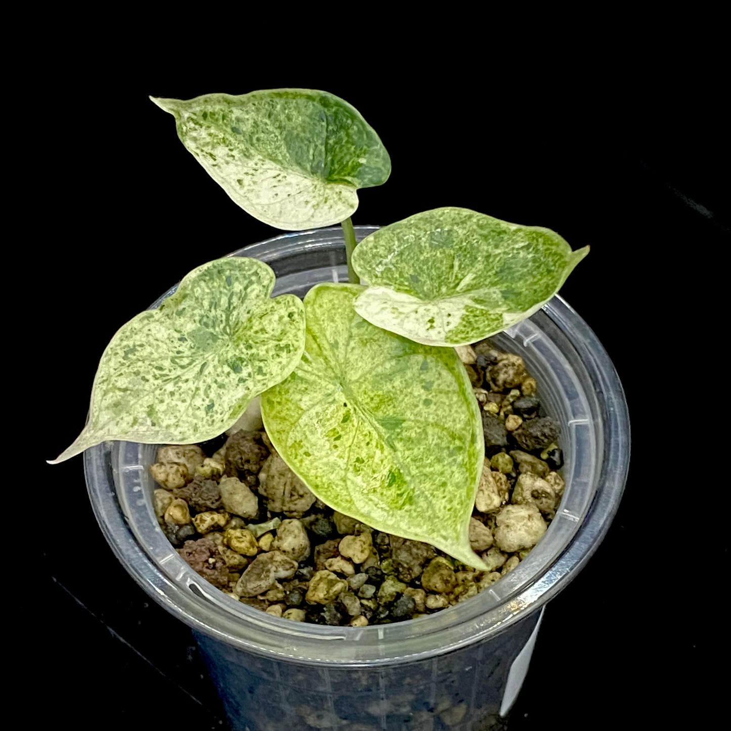 Alocasia Dragon Scale Mint Variegated P