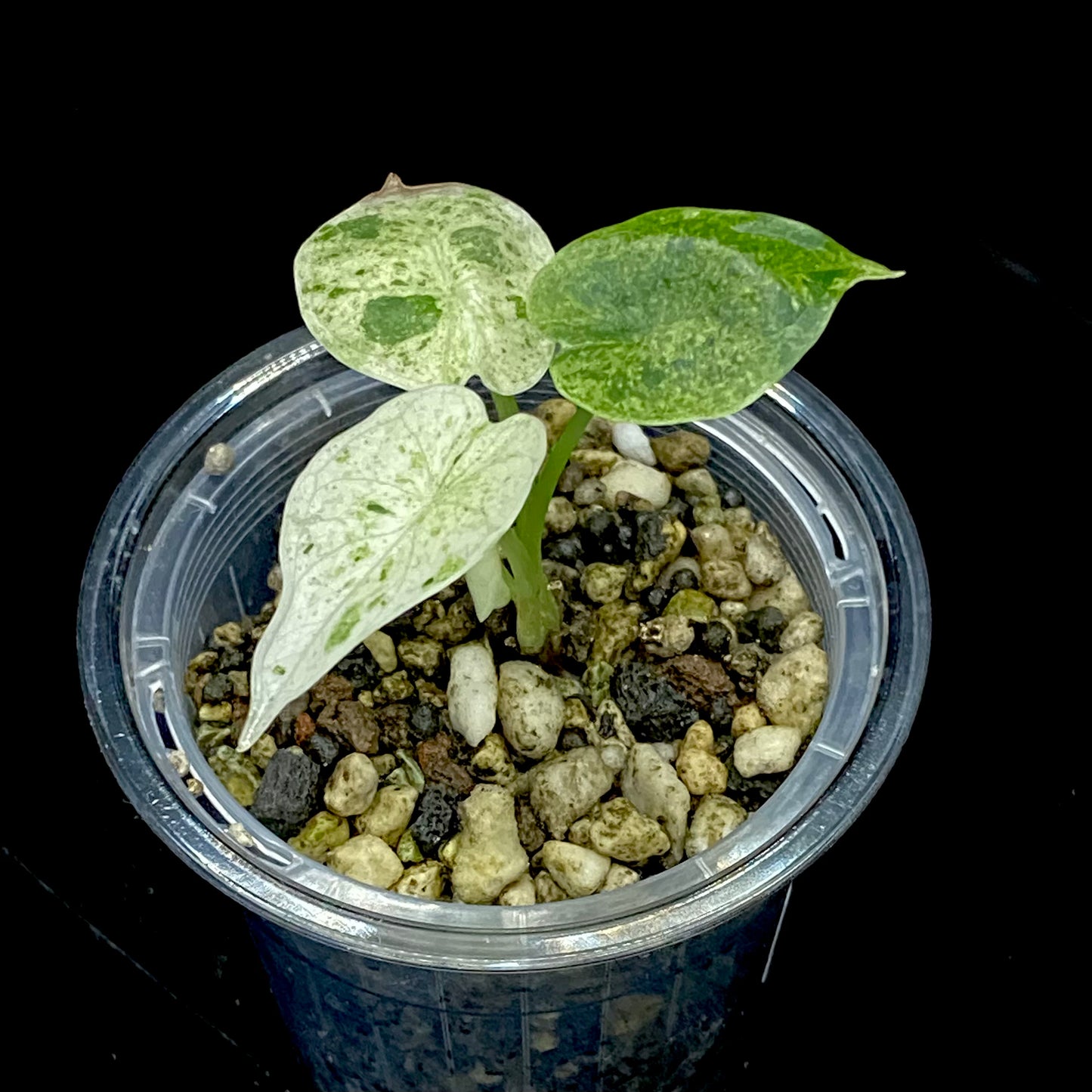 Alocasia Dragon Scale Mint Variegated Q