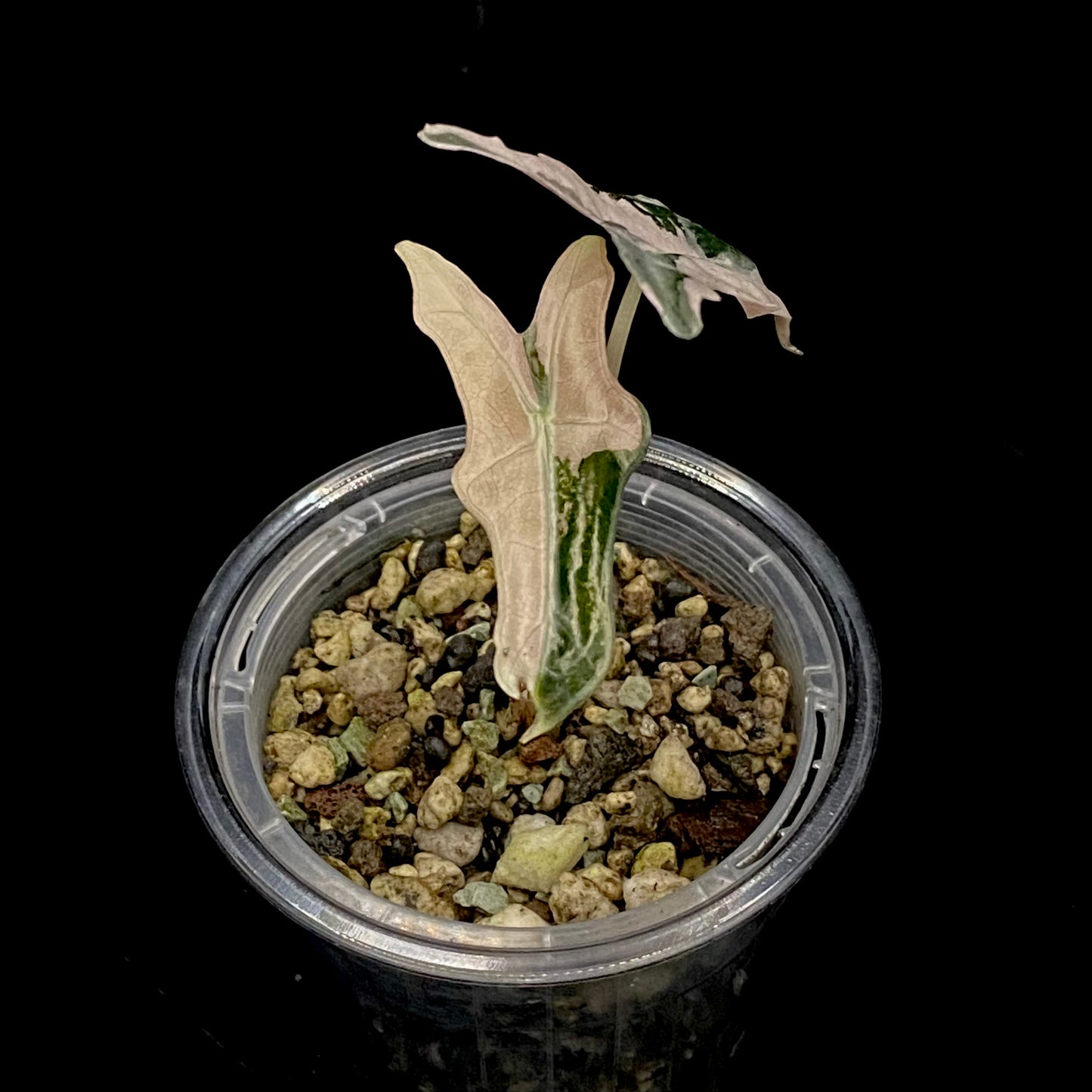 Alocasia Pink Nobilis E