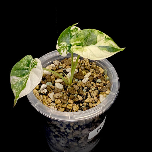 Alocasia Dragon Scale Albo Variegated H