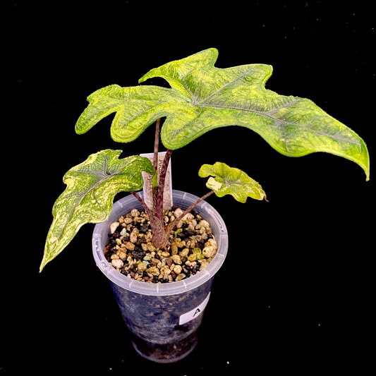 Alocasia Jacklyn Aurea Variegated
