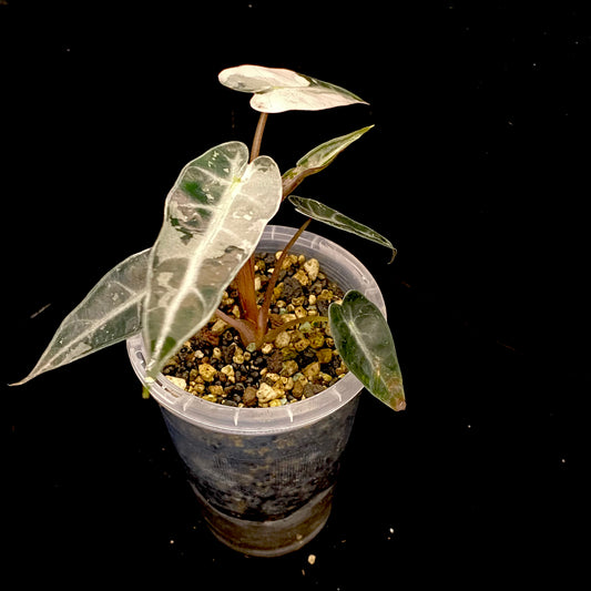 Alocasia Pink Bambino Variegated D