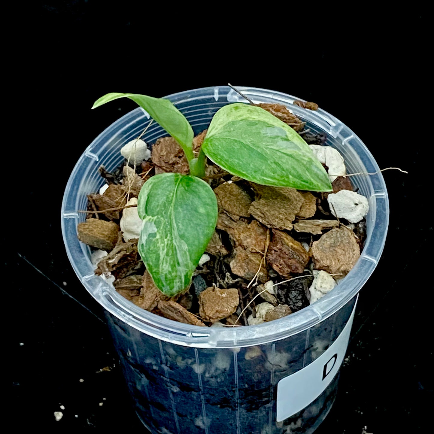 Monstera Adansonii Archipelago