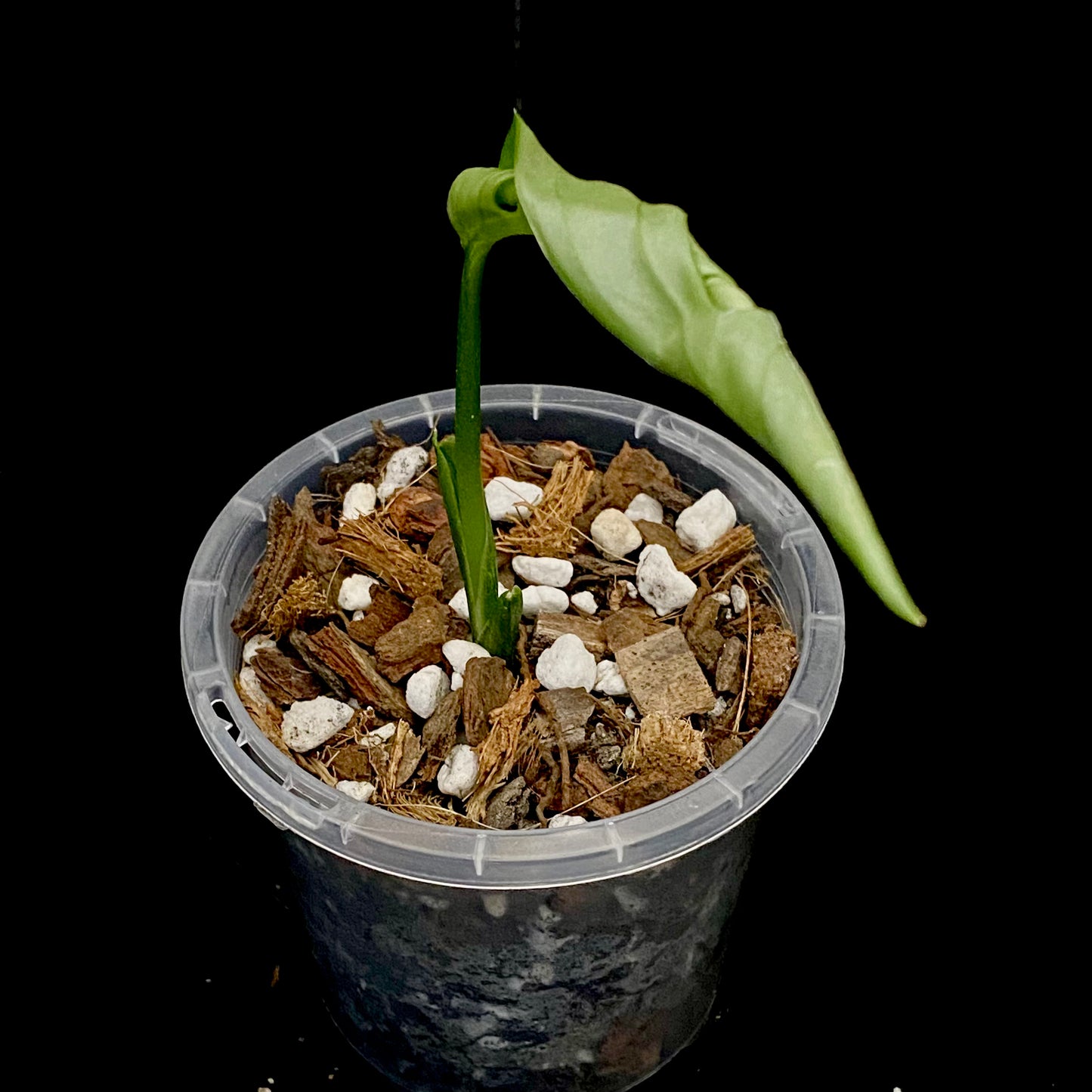 Monstera Esqueleto C