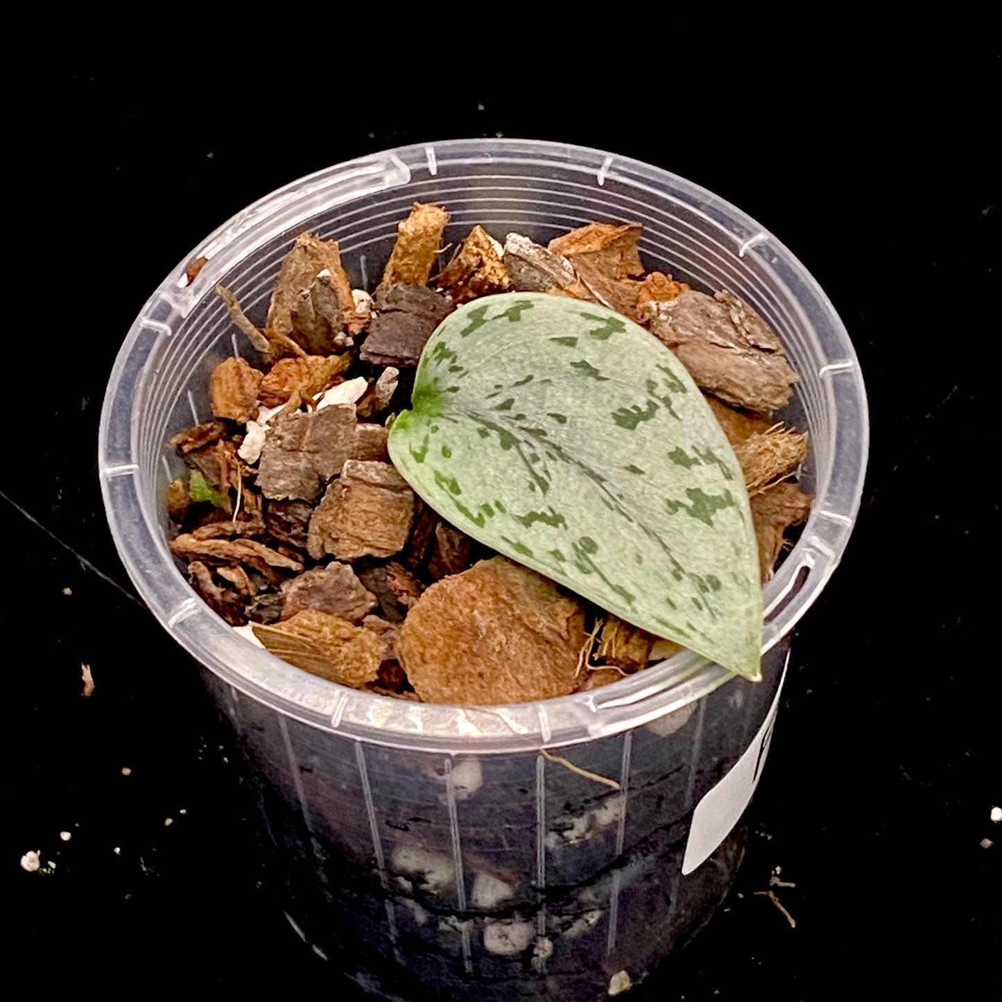 Scindapsus Silver Lady F