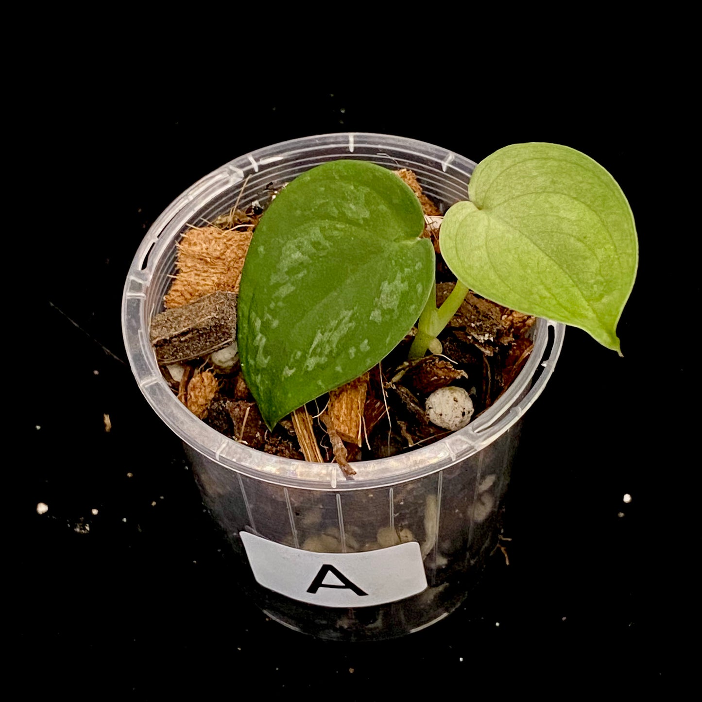 Scindapsus Dark Tri Colour A