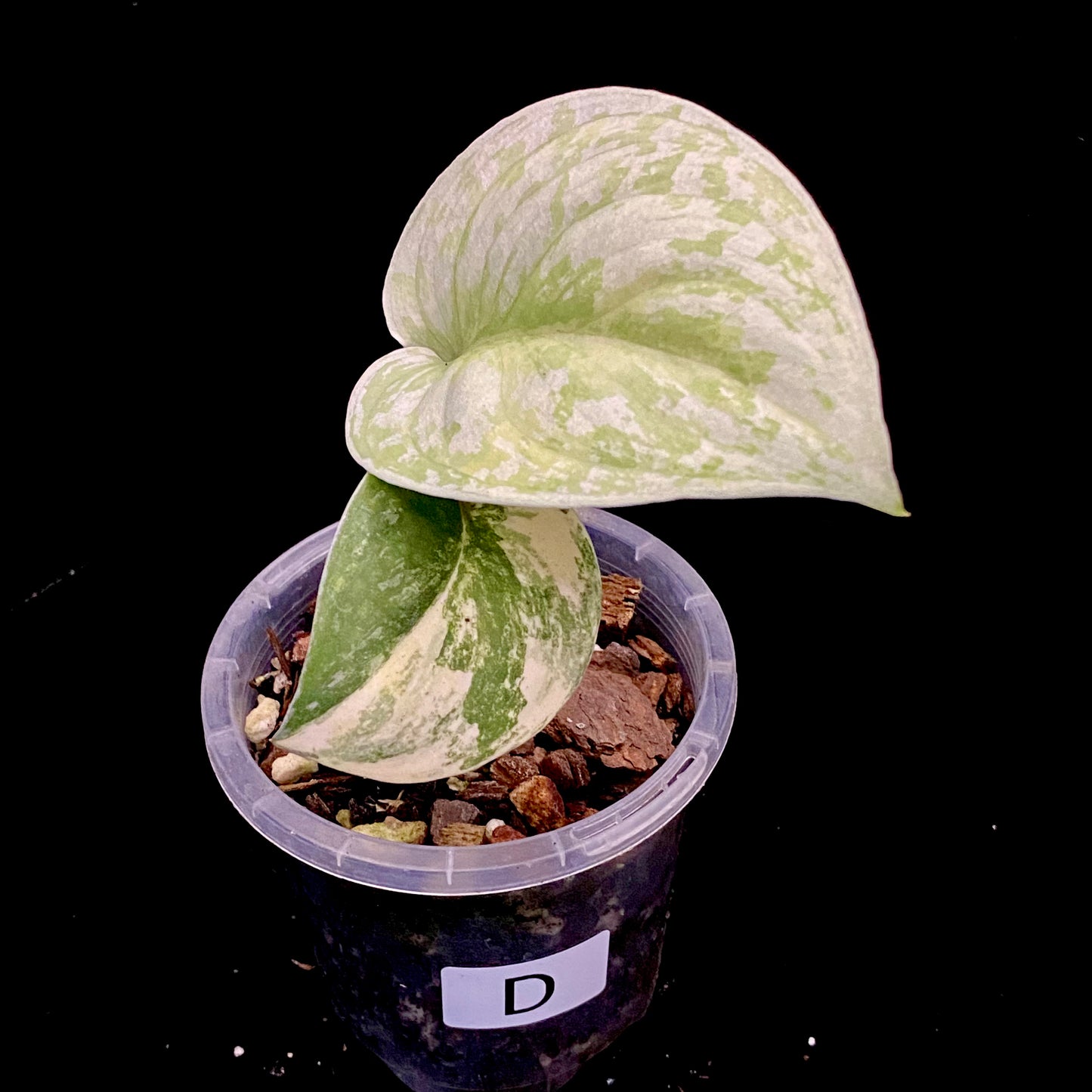 Scindapsus Jade Satin Aurea D