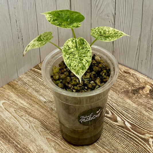 Alocasia Dragon Scale Mint Variegated H