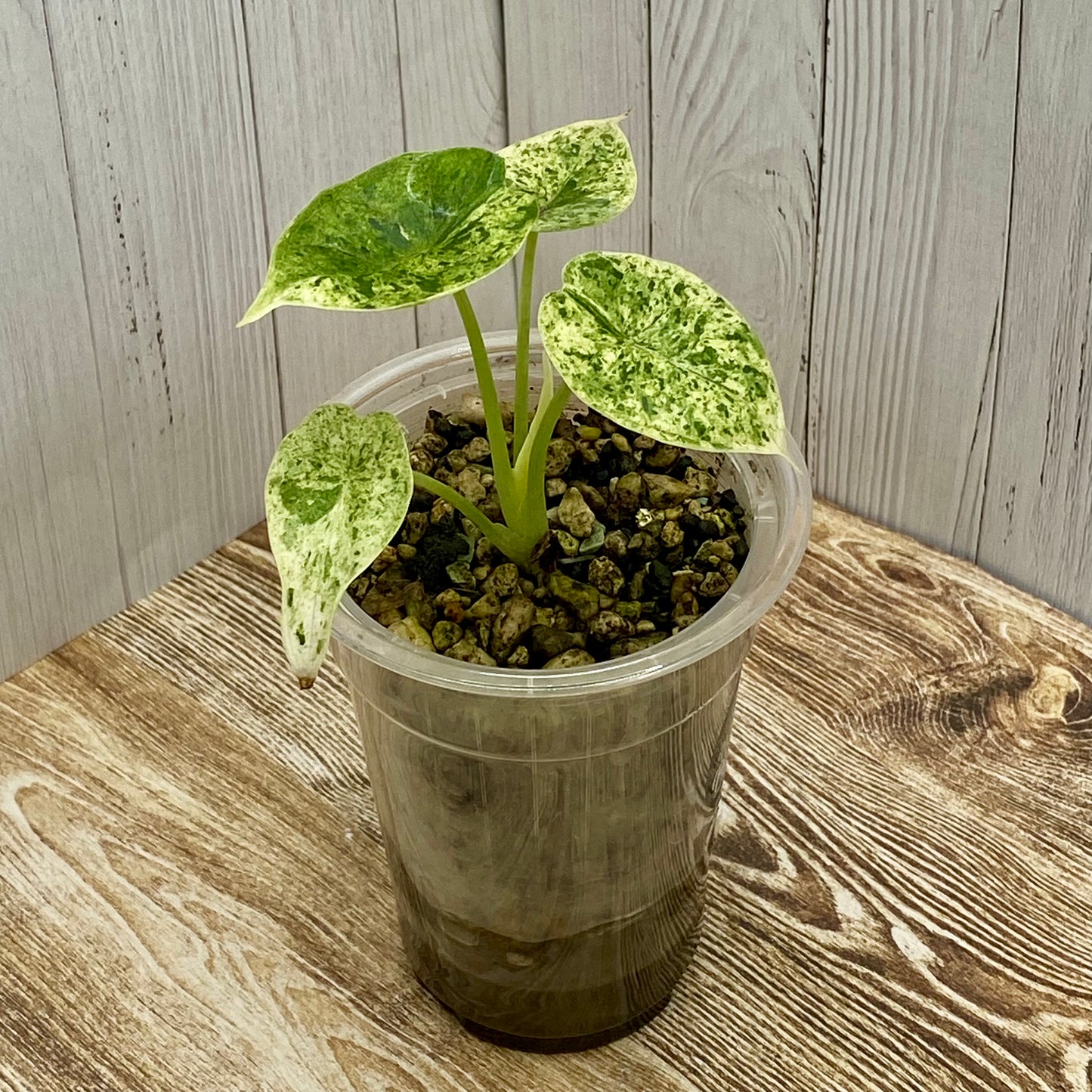 Alocasia Dragon Scale Mint Variegated H