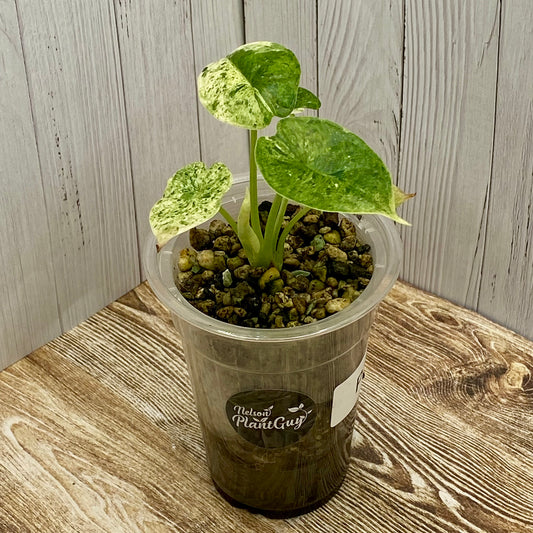 Alocasia Dragon Scale Mint Variegated P