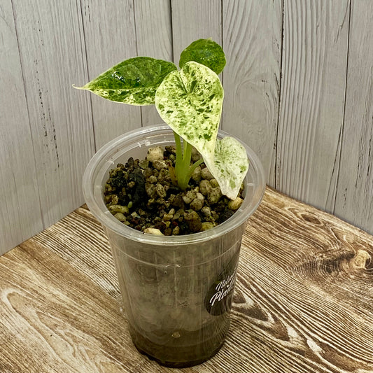 Alocasia Dragon Scale Mint Variegated Q