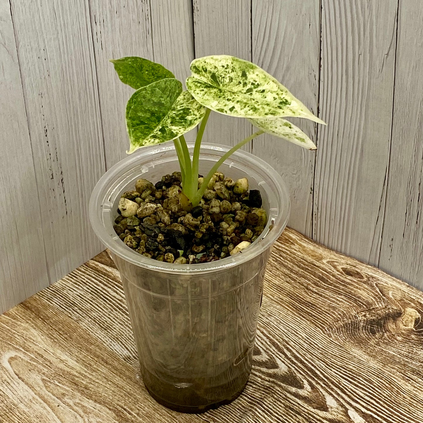 Alocasia Dragon Scale Mint Variegated Q