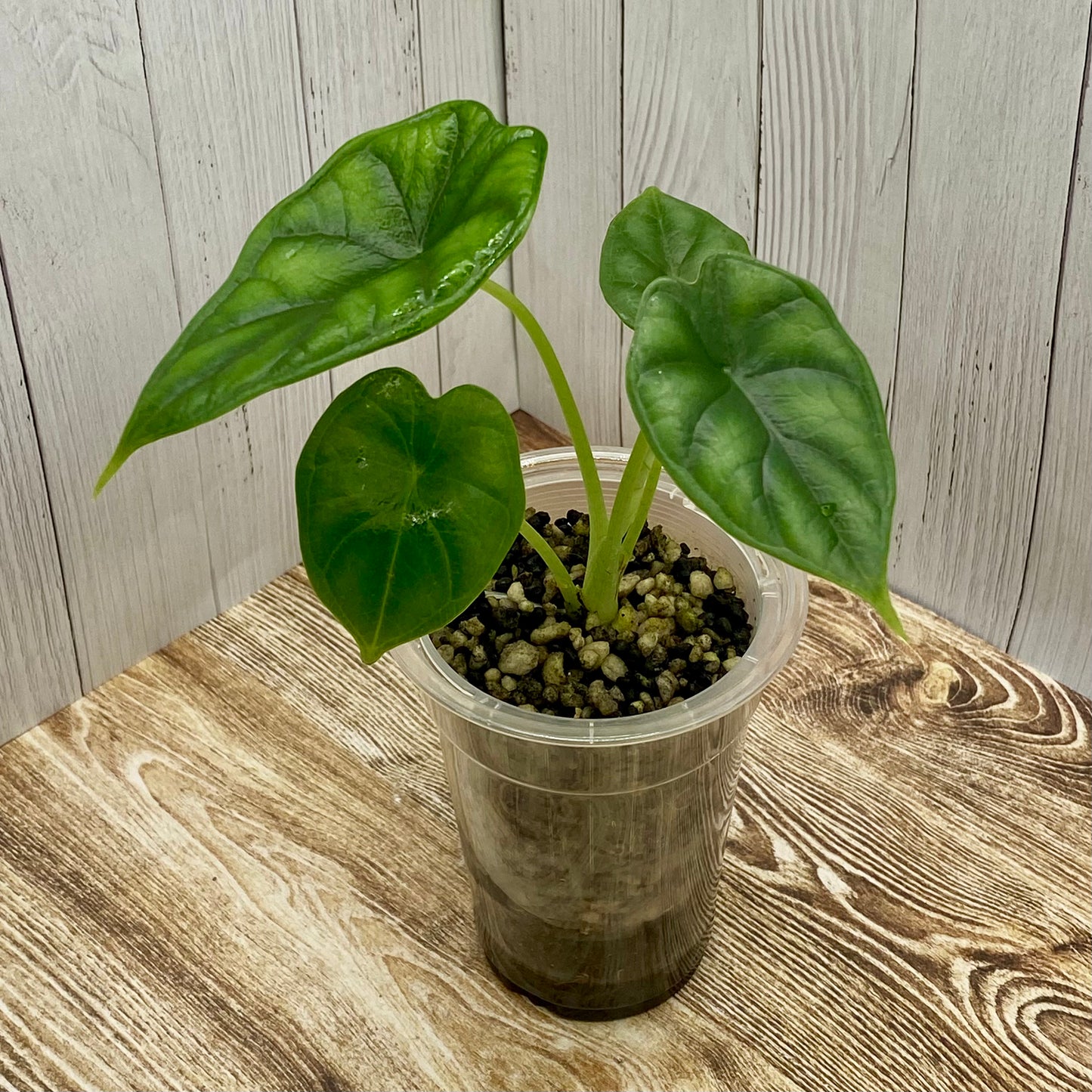 Alocasia Dragon Scale - Kids Project