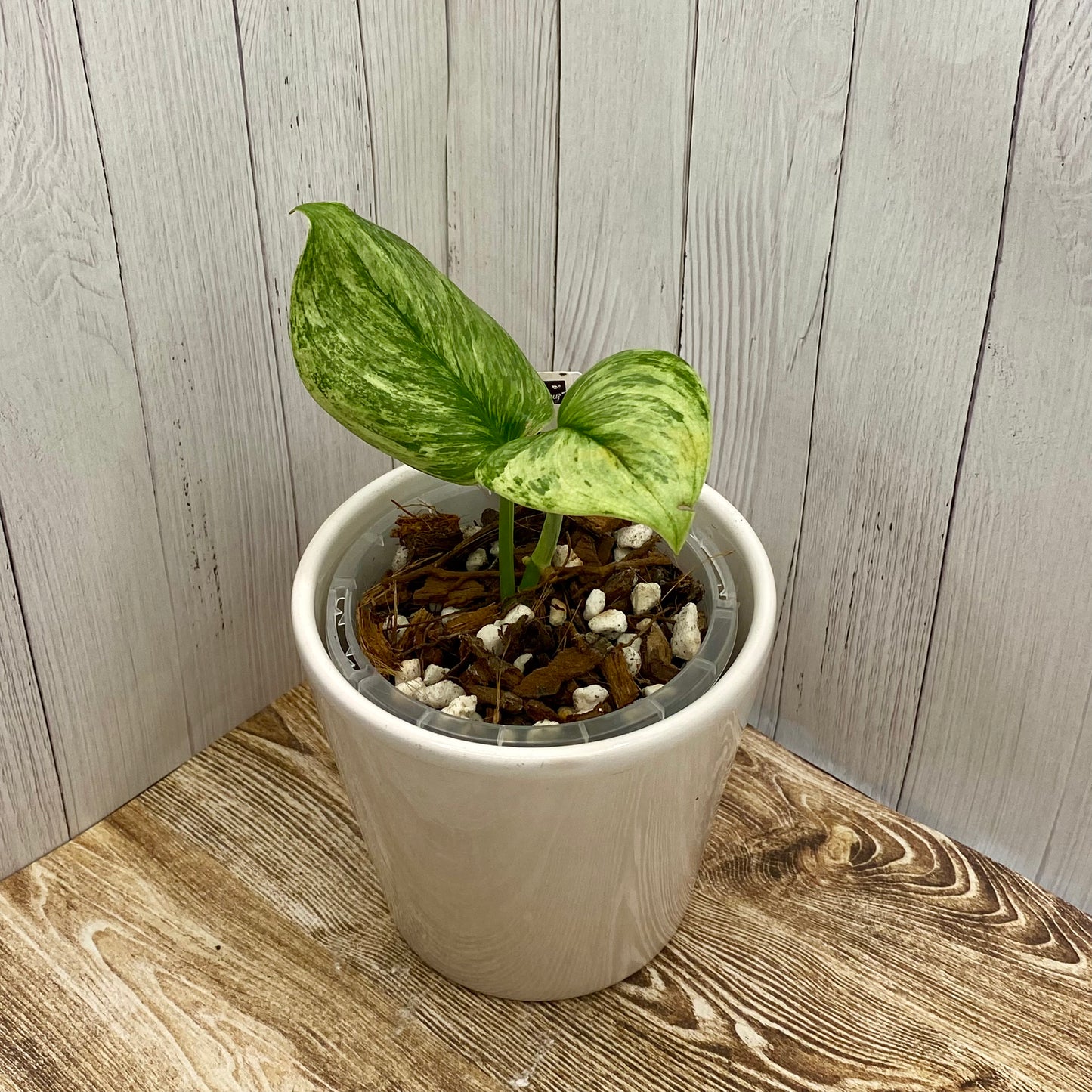 Scindapsus Treubii ‘Moonlight Marble’ Variegated