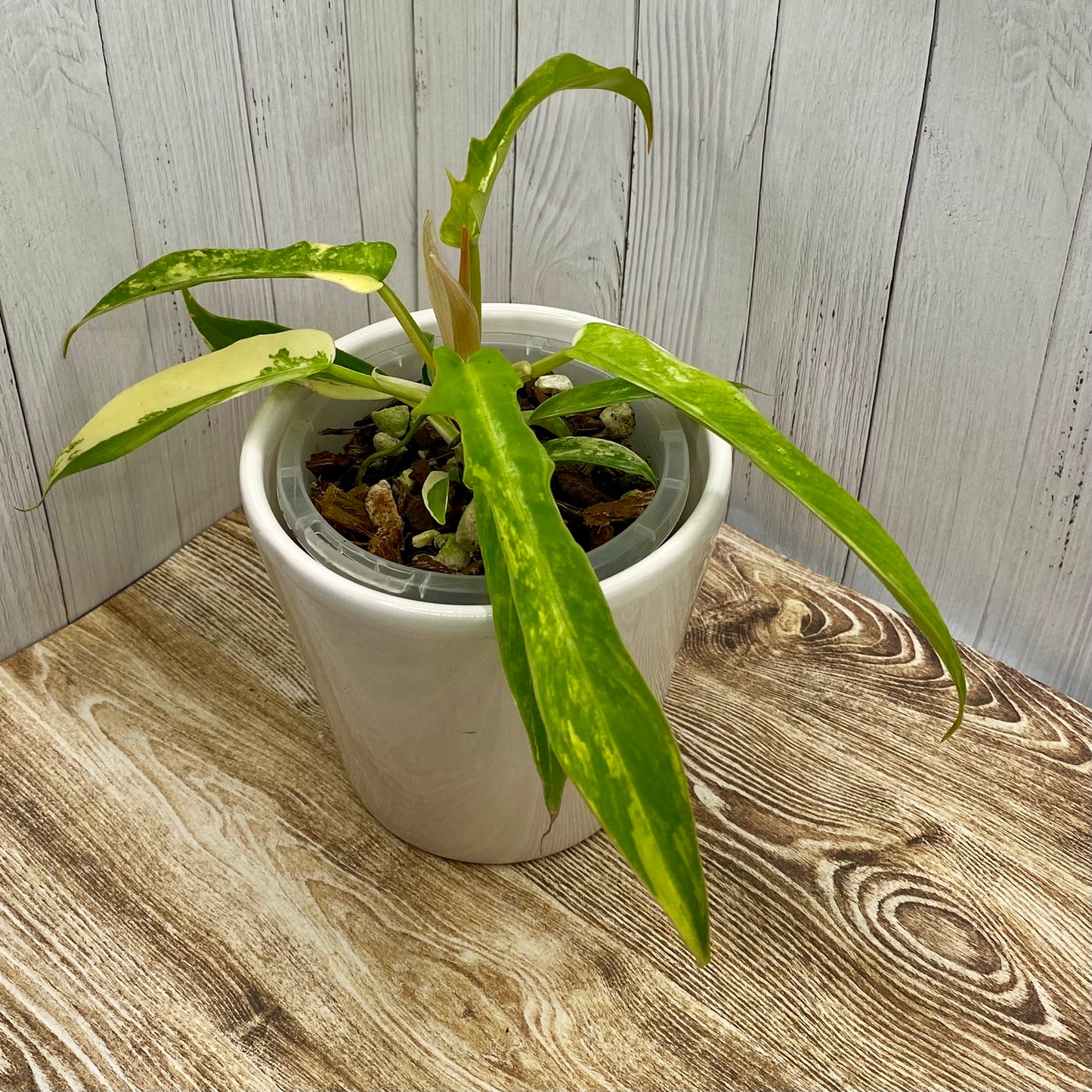 Philodendron Florida Beauty × Tortum Variegated D