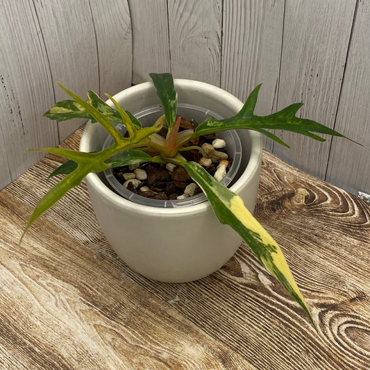 Philodendron Tortum Variegated E