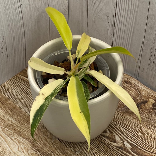 Philodendron Florida Beauty × Tortum Variegated - P