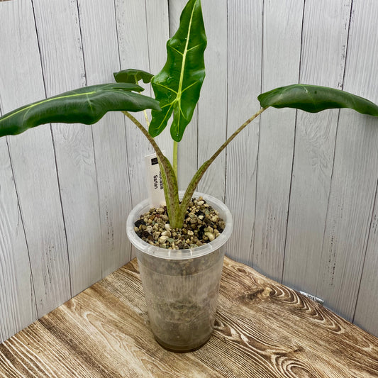 Alocasia Sarian - B