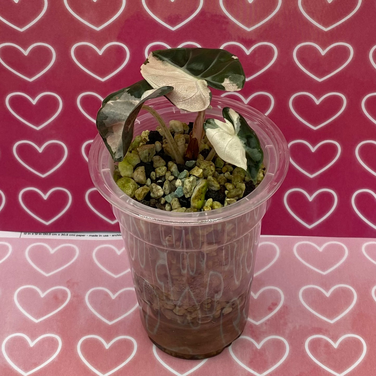 Alocasia Heart Balloon Pink Variegated