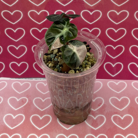 Alocasia Heart Balloon Pink Variegated - B TC