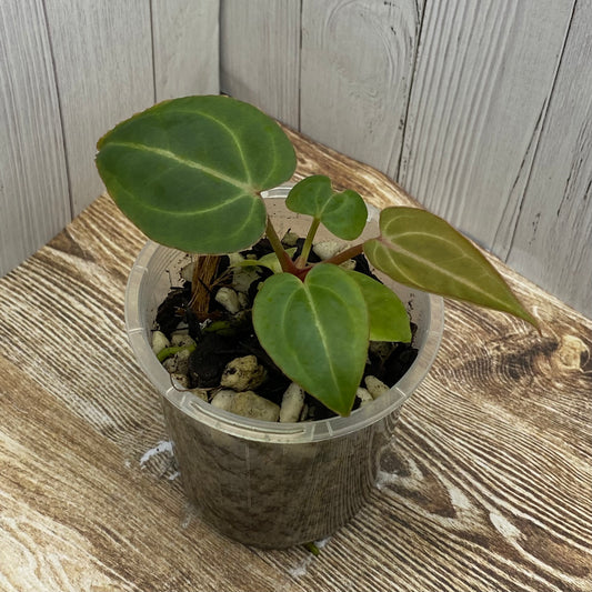 Anthurium Purple Crystallinum - A TC